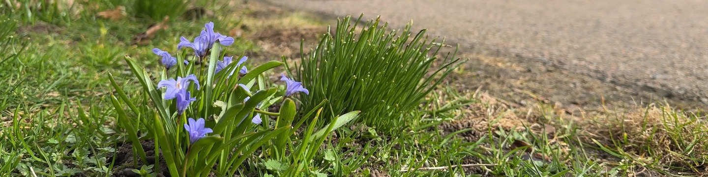 Blomma intill cykelväg på Elineberg. 