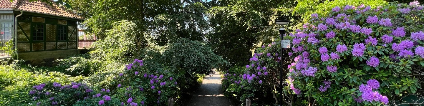Bild på blomstrande park