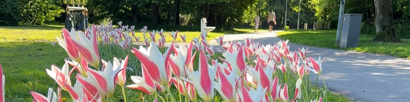 Tulpanrabatt i Hagaparken