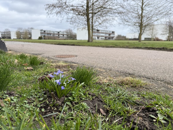 Blomma intill cykelväg, hus på Elineberg i bakgrunden. 