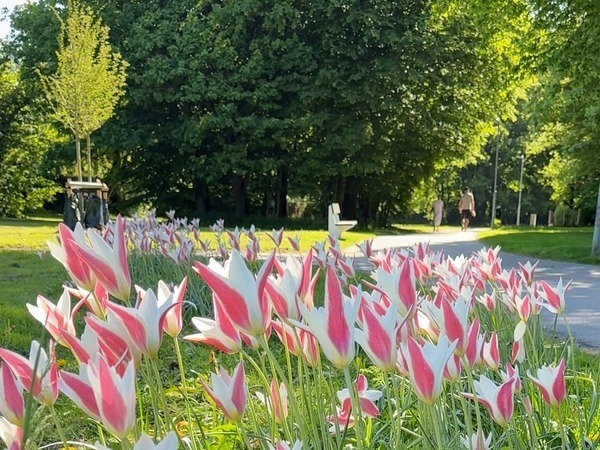 Tulpanrabatt i Hagaparken